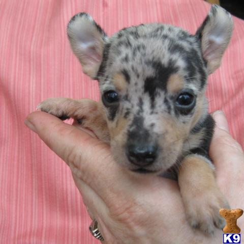 Rat Terrier Puppies